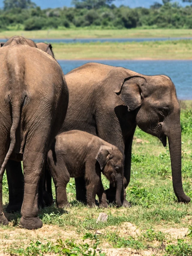 Imagen de un grupo de elefantes de Sri Lanka en la que aparece una madre elefante con su cría pequeña