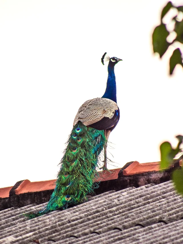Imagen de un pavo real subido a un tejado mientras mira a su alrededor