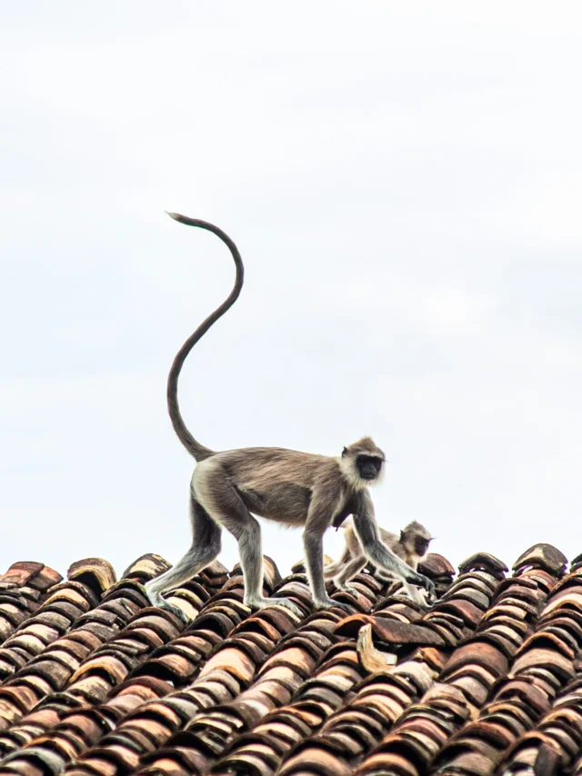 Imagen de unos monos subidos a un tejado en la que aparecen una madre con su cría pequeña